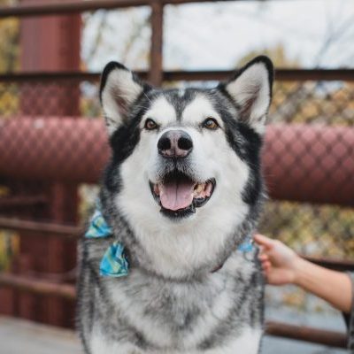 Thor Bio Pic Devon Koch